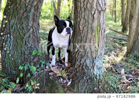 2022日本一幸せな鳩山町農村公園近くの雑木林で木の間から可愛く見つめるボストンテリアのマイティ君♡ 2022日本一幸せな鳩山町農村公園近くの雑木林で木の間から可愛く見つめるボストンテリアのマイティ君♡ 97182986
