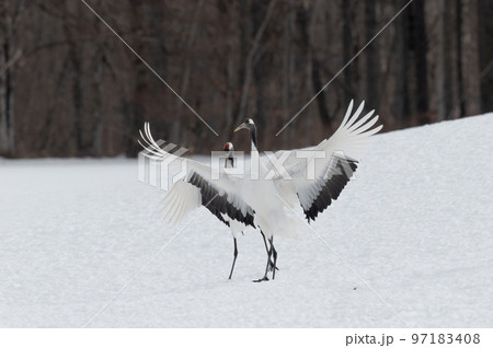 道東の冬景色 丹頂鶴 道東の冬景色 丹頂鶴 97183408
