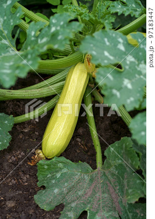 Flowering and ripe fruits of zucchini lying on the ground, in the garden Flowering and ripe fruits of zucchini lying on the ground, in the garden 97183447