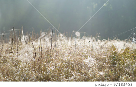 autumn spider web in the meadow. Dew on spiderweb, sepia color toned image, autumn concept autumn spider web in the meadow. Dew on spiderweb, sepia color toned image, autumn concept 97183453
