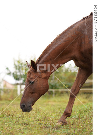 Brown horses graze in the grass near the village on a summer day. Brown horses graze in the grass near the village on a summer day. 97183454