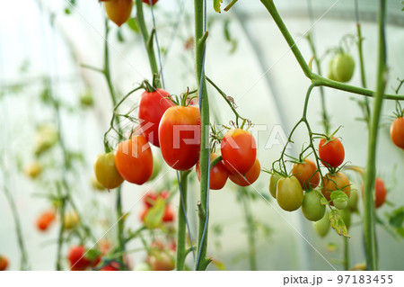 Beautiful red ripe tomatoes grown in a greenhouse. Delicious red tomatoes hanging on the vine of a tomato plant Beautiful red ripe tomatoes grown in a greenhouse. Delicious red tomatoes hanging on the vine of a tomato plant 97183455