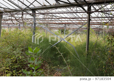 Old botany greenhouse, large abandoned overgrown glasshouse. 97183504