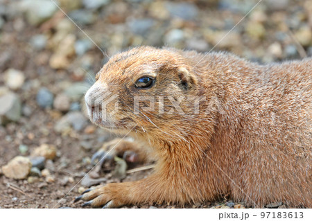 プレーリードック プレーリードック 97183613