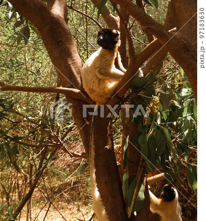 Portrait of the crowned sifaka aka Propithecus coronatus at Lemurs park, Antananarivo, Madagascar Portrait of the crowned sifaka aka Propithecus coronatus at Lemurs park, Antananarivo, Madagascar 97183630