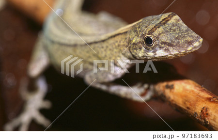 Anolis, Anole Lizard, Amazonia, Ecuador Anolis, Anole Lizard, Amazonia, Ecuador 97183693