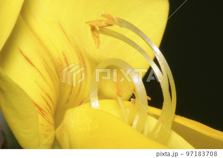 Wildflower, Sierra de Guadarrama National Park, Spain 97183708