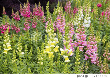 のこのしまアイランドパーク　金魚草の花畑 97183780