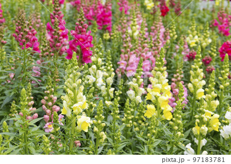 のこのしまアイランドパーク　金魚草の花畑 97183781