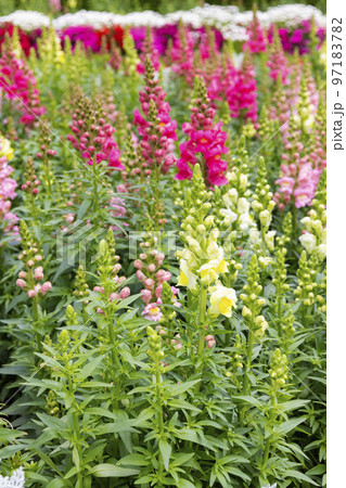 のこのしまアイランドパーク 金魚草の花畑 のこのしまアイランドパーク 金魚草の花畑 97183782