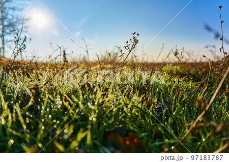 Morning dew on green grass shining in the sun Morning dew on green grass shining in the sun 97183787