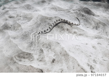 Striped sea snake on sea sandy bottom in tropical sea. Dangerous snake Striped sea snake on sea sandy bottom in tropical sea. Dangerous snake 97184037