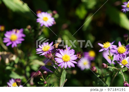 女王山菊の蜜を吸うキイロスズメバチ 97184191