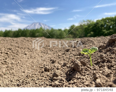 羊蹄山と大豆の芽生え 羊蹄山と大豆の芽生え 97184548