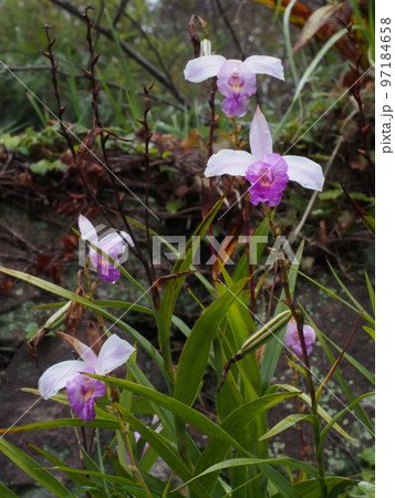 ナリヤラン（成屋蘭）の花　Arundina graminifolia 97184658