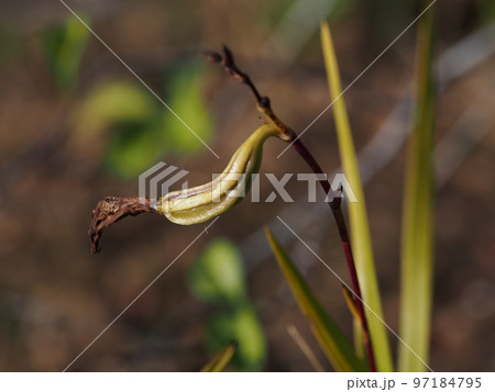 ナリヤラン（成屋蘭）の果実　Arundina graminifolia 97184795