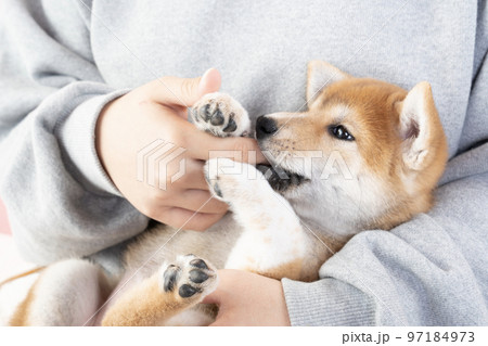 女性の指を甘噛みする柴犬の子犬 女性の指を甘噛みする柴犬の子犬 97184973