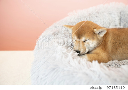 ベッドで眠る柴犬の子犬 ベッドで眠る柴犬の子犬 97185110