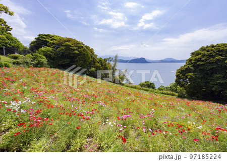 のこのしまアイランドパーク 花畑の風景 のこのしまアイランドパーク 花畑の風景 97185224