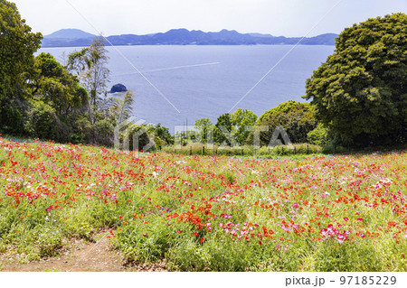 のこのしまアイランドパーク 花畑の風景 のこのしまアイランドパーク 花畑の風景 97185229