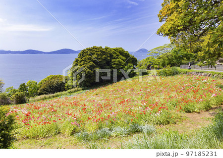 のこのしまアイランドパーク 花畑の風景 のこのしまアイランドパーク 花畑の風景 97185231