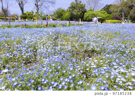 のこのしまアイランドパーク ネモフィラの花畑 のこのしまアイランドパーク ネモフィラの花畑 97185238