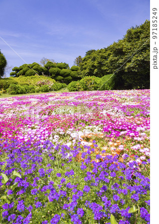 のこのしまアイランドパーク リビングストンデージーの花畑 のこのしまアイランドパーク リビングストンデージーの花畑 97185249
