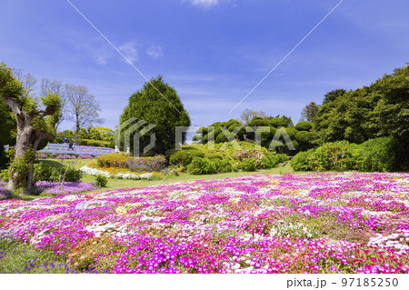 のこのしまアイランドパーク　リビングストンデージーの花畑 97185250
