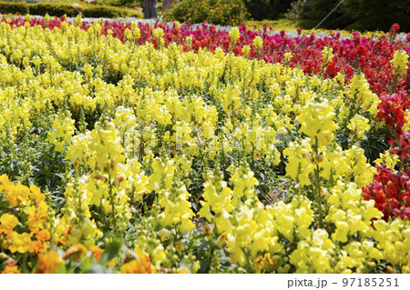 のこのしまアイランドパーク 金魚草の花畑 のこのしまアイランドパーク 金魚草の花畑 97185251