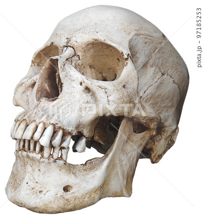 Portrait of a human skull 97185253