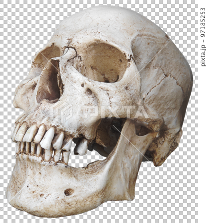 Portrait of a human skull 97185253