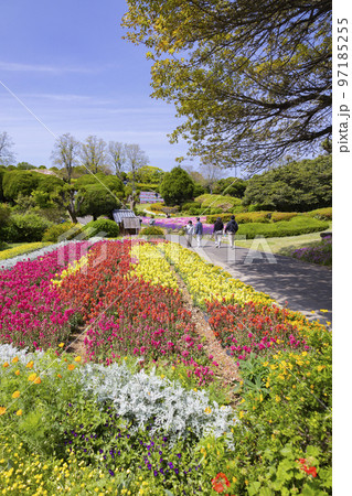 のこのしまアイランドパーク　花畑の風景 97185255