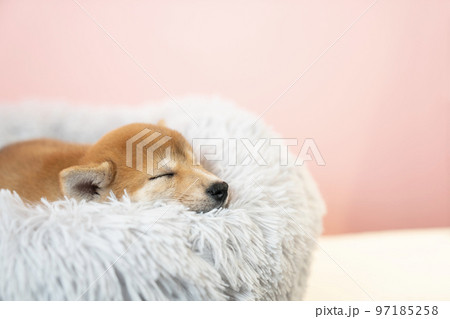 ベッドで眠る柴犬の子犬 97185258