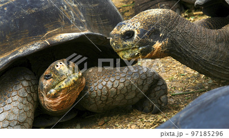 Galapagos Giant Tortoise, Galapagos National Park, Ecuador Galapagos Giant Tortoise, Galapagos National Park, Ecuador 97185296