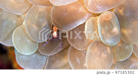 Coral Commensal Shrimp, North Sulawesi, Indonesia Coral Commensal Shrimp, North Sulawesi, Indonesia 97185302