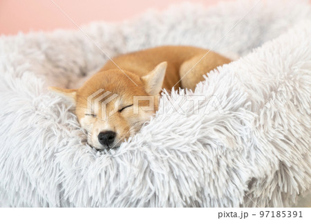 ベッドで眠る柴犬の子犬 97185391