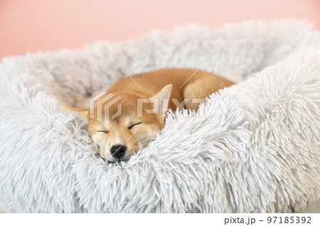 ベッドで眠る柴犬の子犬 97185392