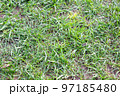 Green grass texture, background. Green lawn. Close-up 97185480