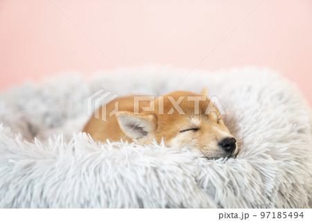 ベッドで眠る柴犬の子犬 ベッドで眠る柴犬の子犬 97185494