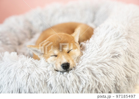 ベッドで眠る柴犬の子犬 ベッドで眠る柴犬の子犬 97185497