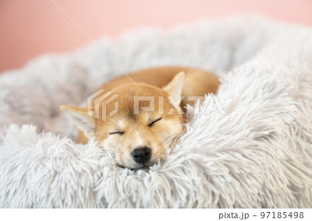 ベッドで眠る柴犬の子犬 97185498