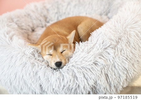 ベッドで眠る柴犬の子犬 ベッドで眠る柴犬の子犬 97185519