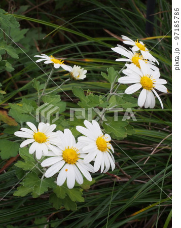ノジギク（野路菊）の花。学名 Chrysanthemum japonense 97185786