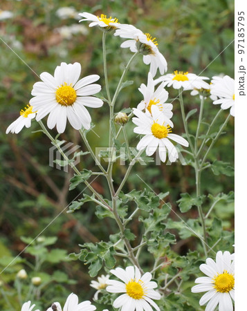 ノジギク(野路菊)の花。学名 Chrysanthemum japonense ノジギク(野路菊)の花。学名 Chrysanthemum japonense 97185795