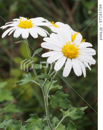ノジギク（野路菊）の花。学名 Chrysanthemum japonense 97185799