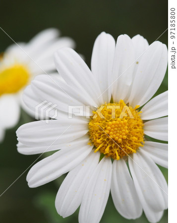 ノジギク（野路菊）の花。学名 Chrysanthemum japonense 97185800