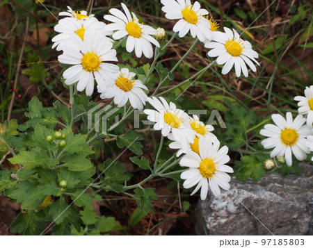 ノジギク(野路菊)の花。学名 Chrysanthemum japonense ノジギク(野路菊)の花。学名 Chrysanthemum japonense 97185803