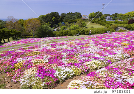 のこのしまアイランドパーク　リビングストンデージーの花畑 97185831