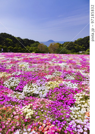 のこのしまアイランドパーク リビングストンデージーの花畑 のこのしまアイランドパーク リビングストンデージーの花畑 97185832