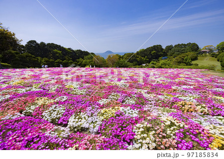のこのしまアイランドパーク　リビングストンデージーの花畑 97185834